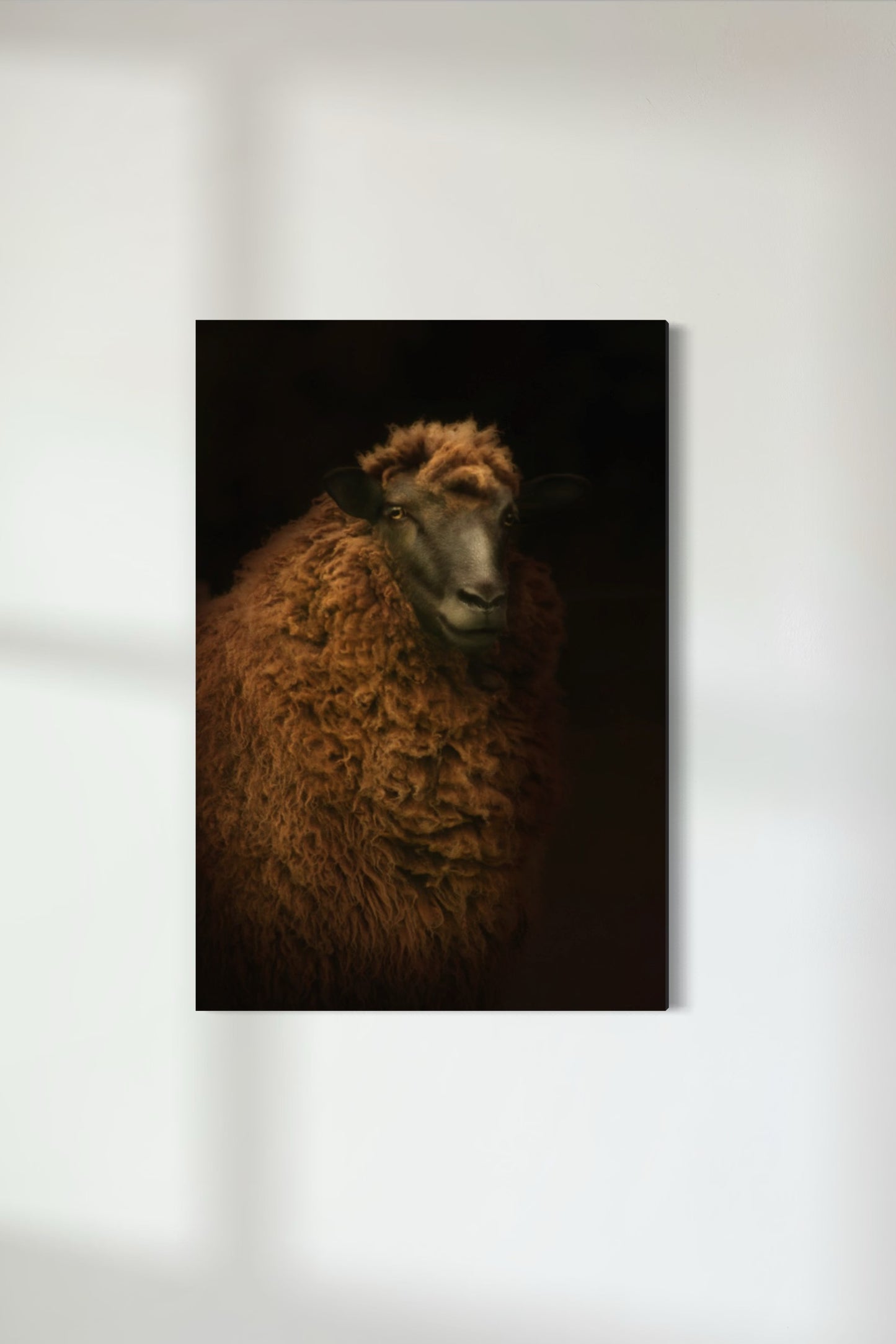 Arapawa Ewe