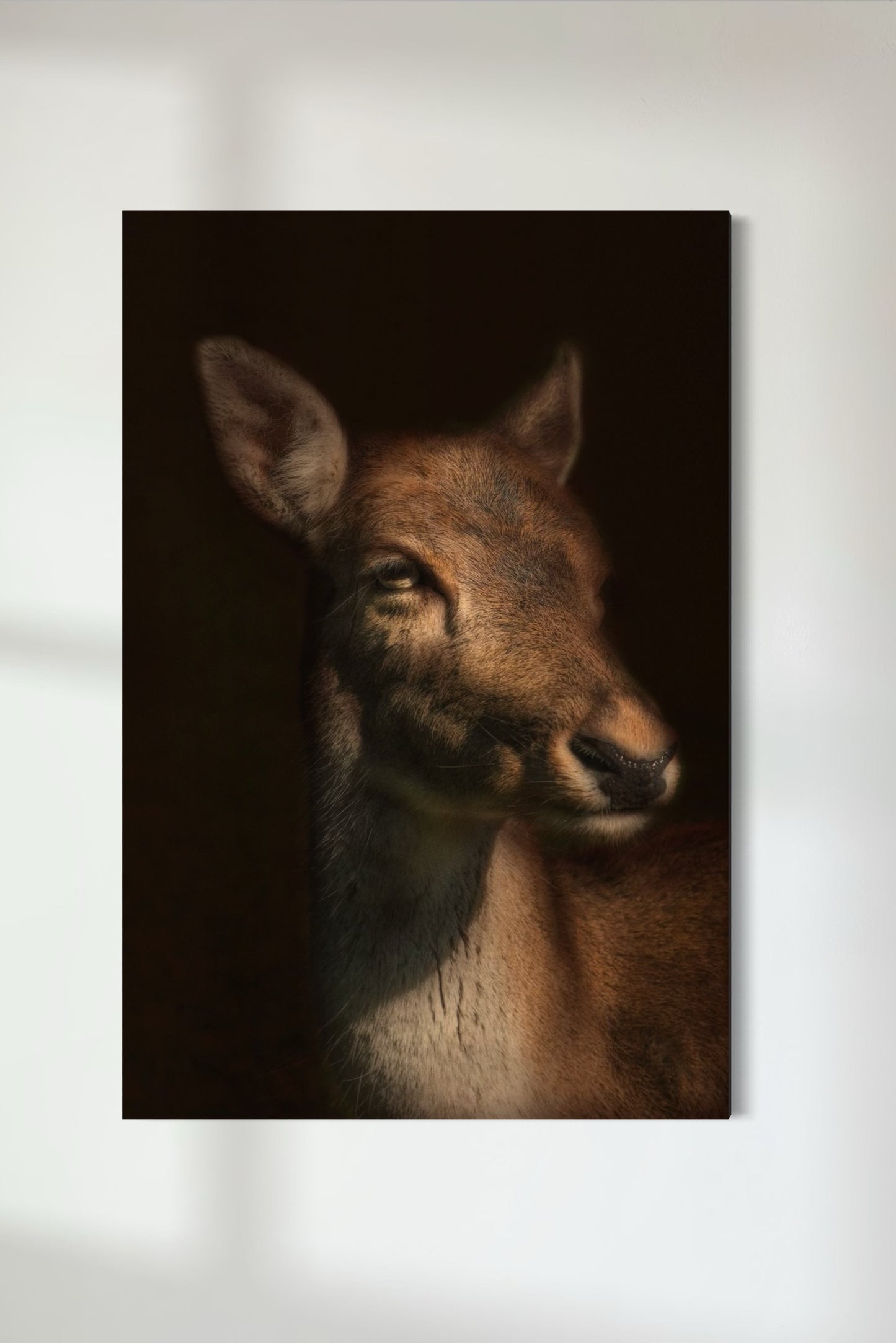 Fallow Deer