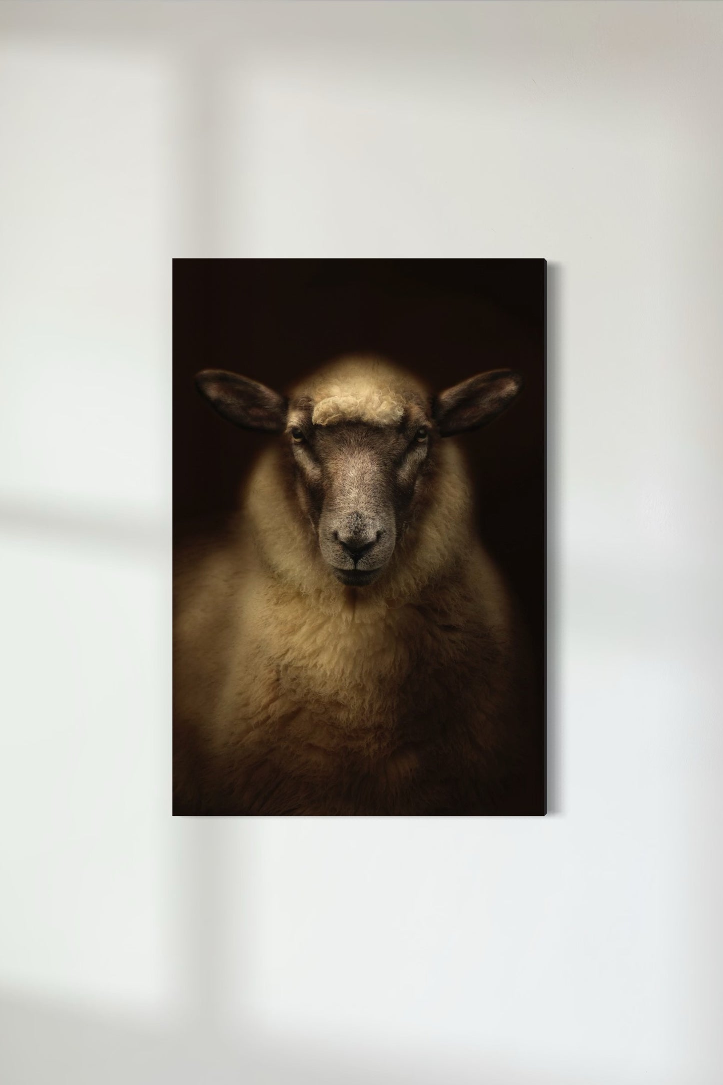 South Suffolk Sheep