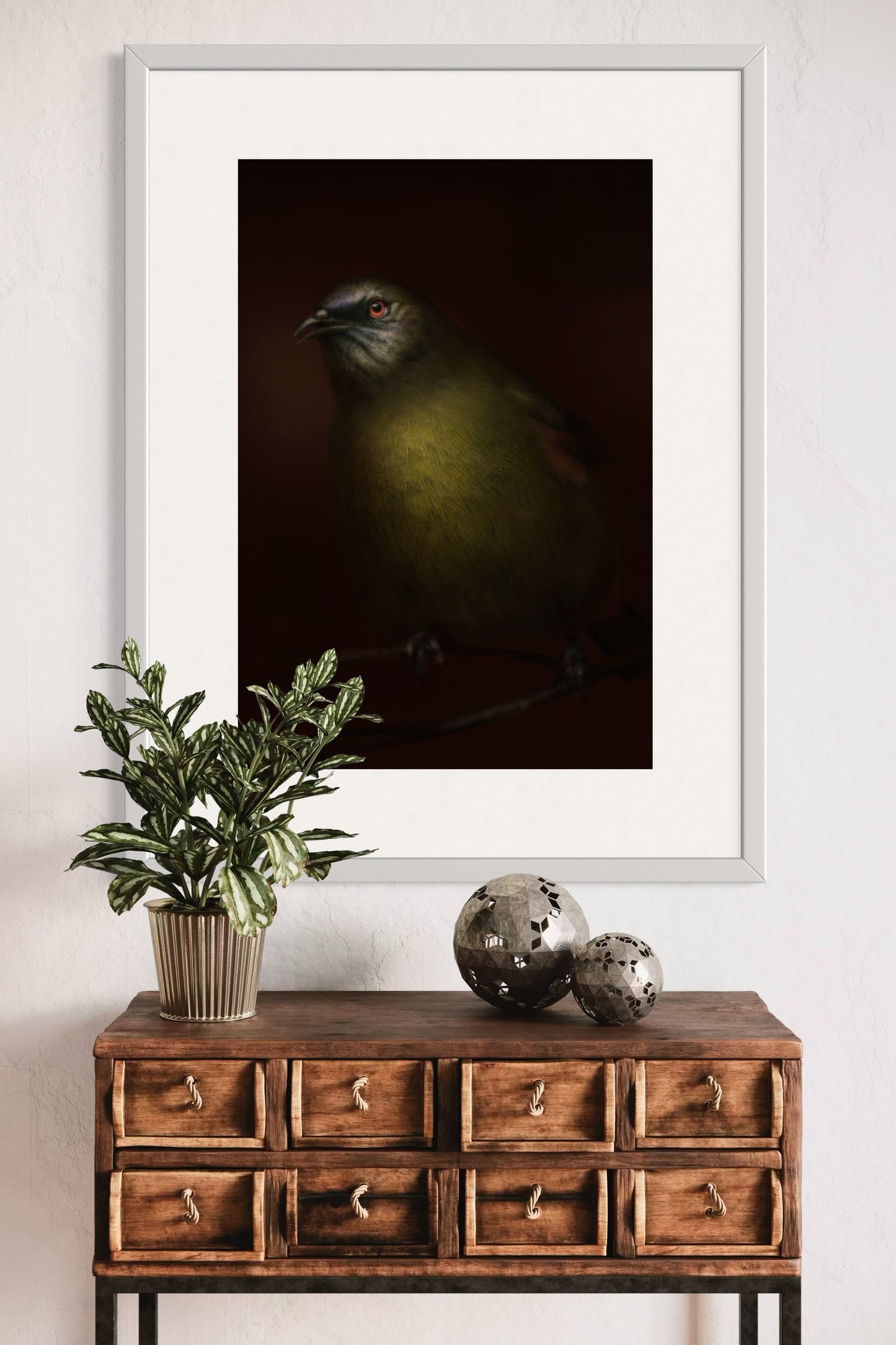 Korimako | Bellbird