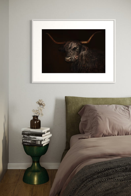 Black Highland Cow