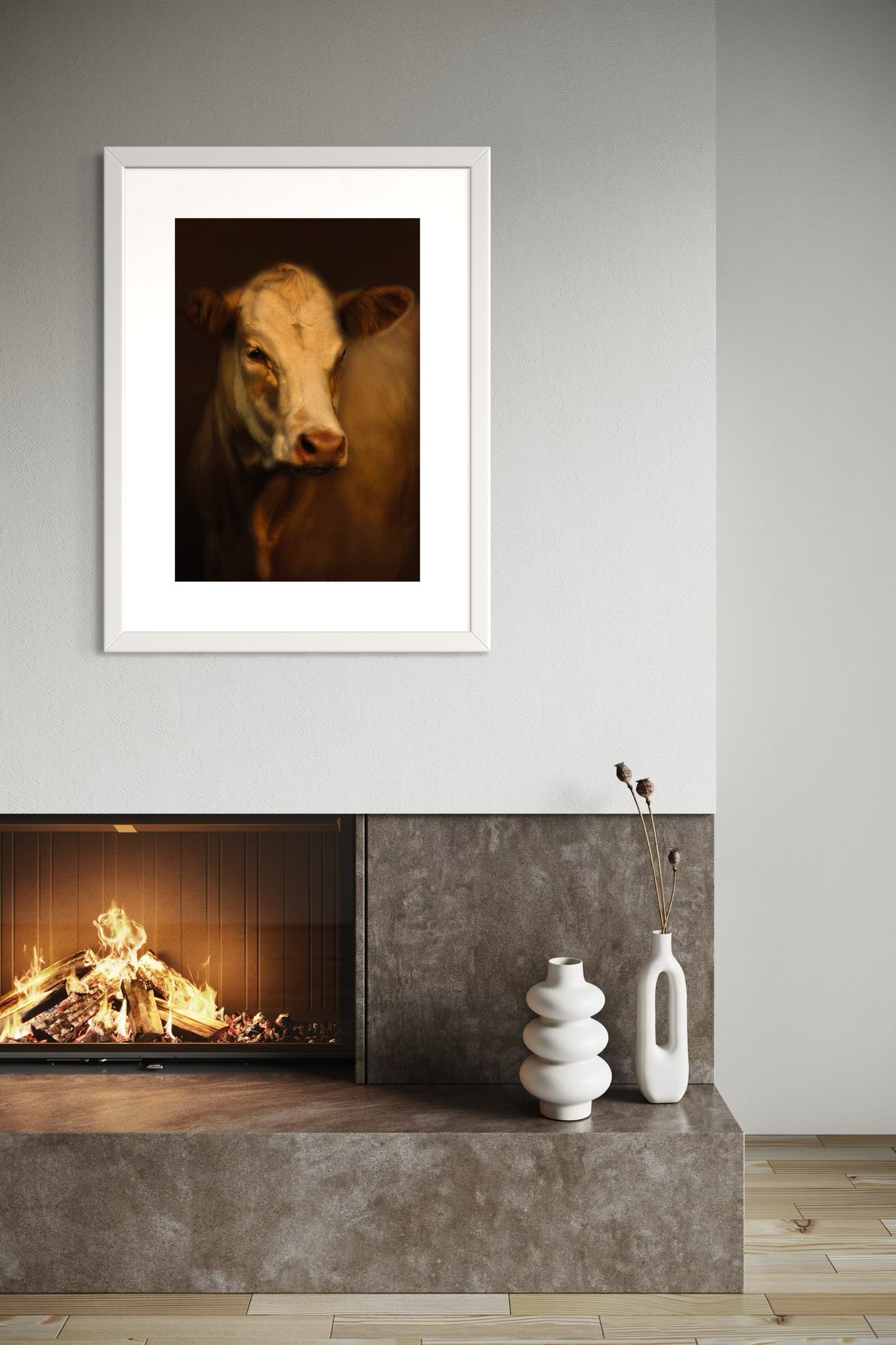 Charolais-Hereford Cross