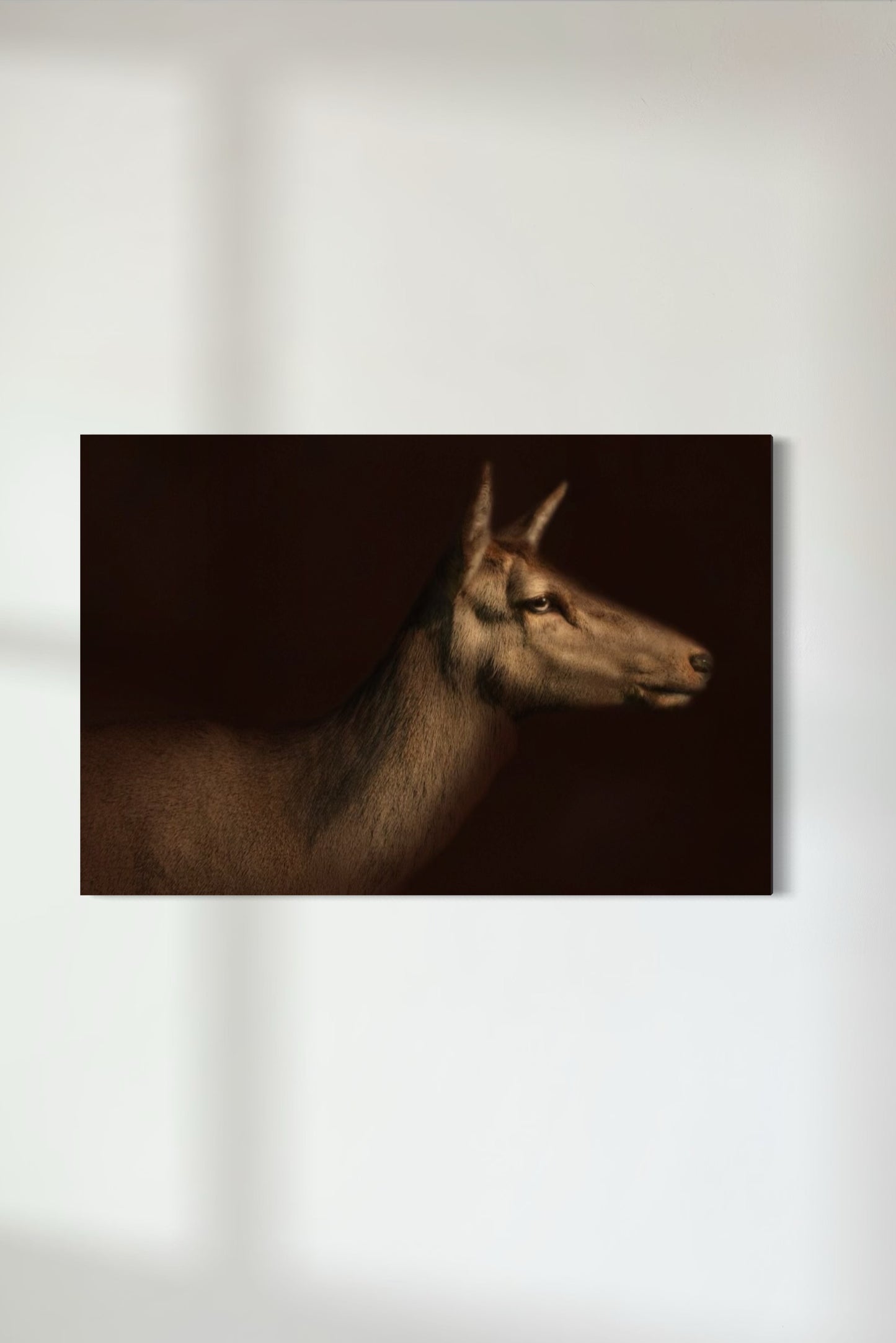 Red Deer 2
