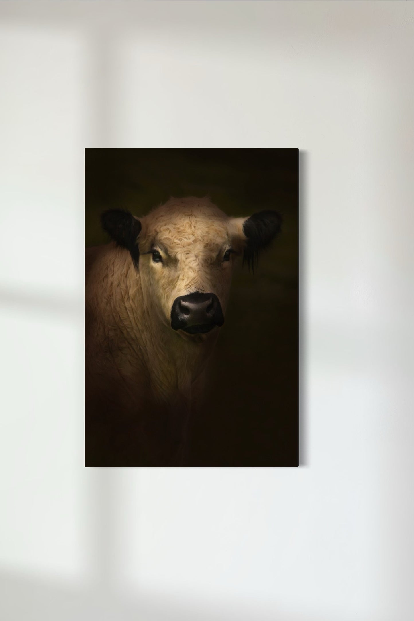 White Galloway Cow