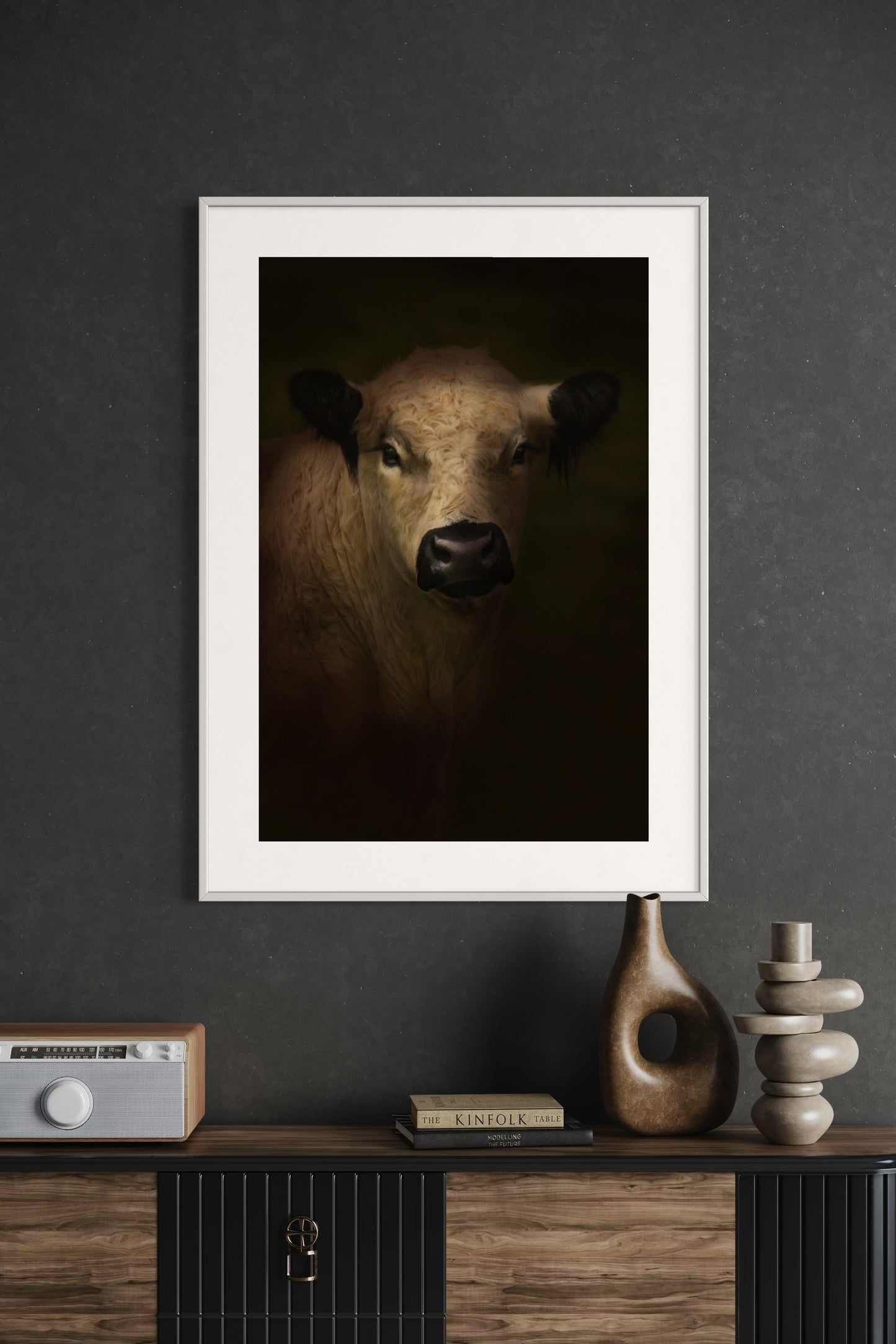 White Galloway Cow