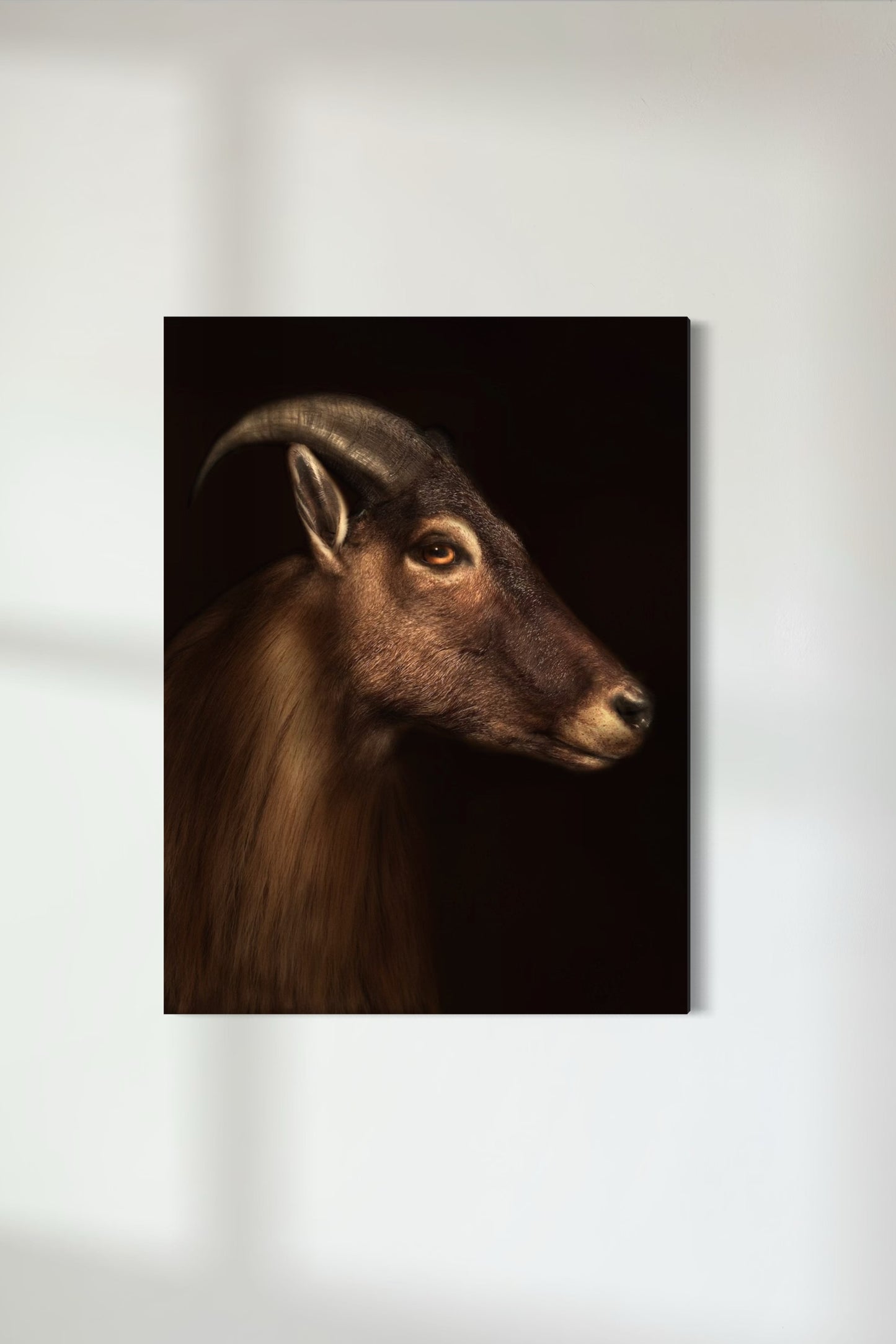 Himalayan Tahr