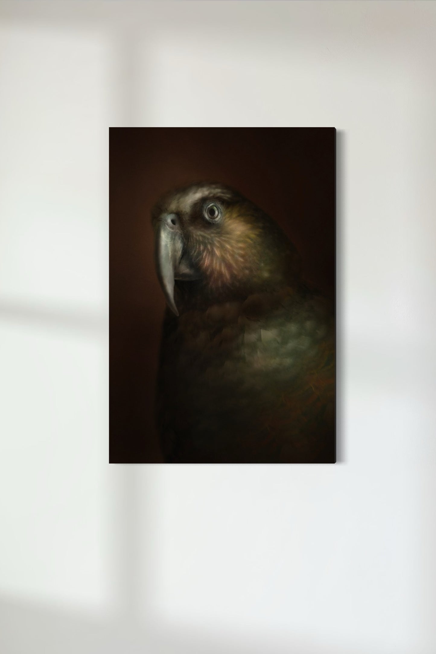 North Island Kākā