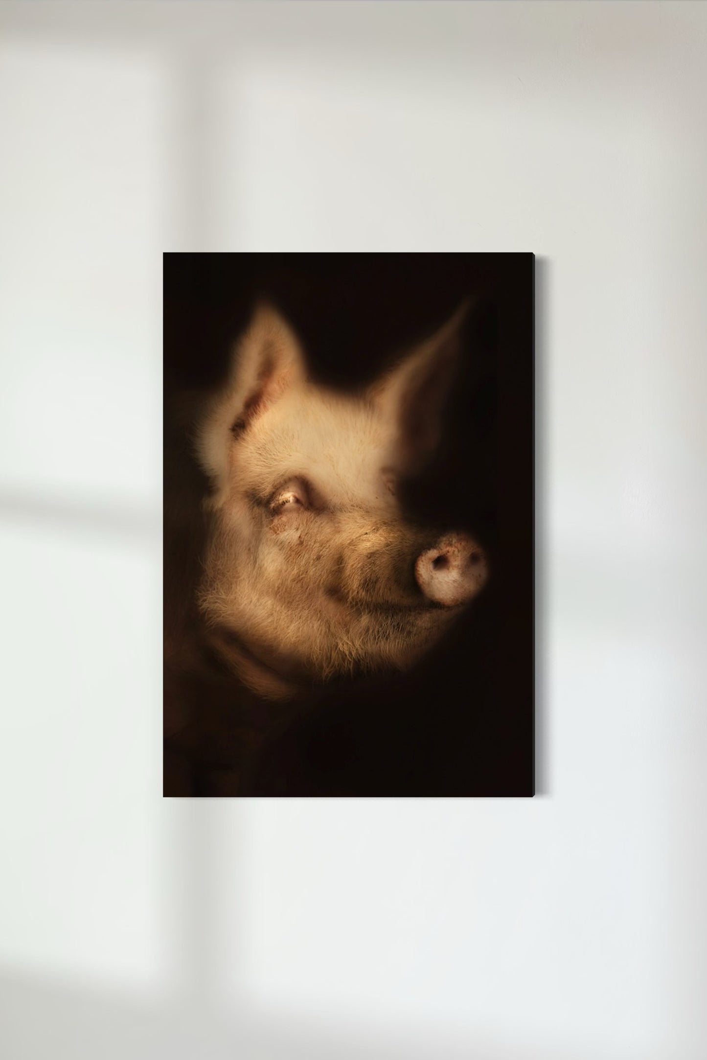 Large White Pig