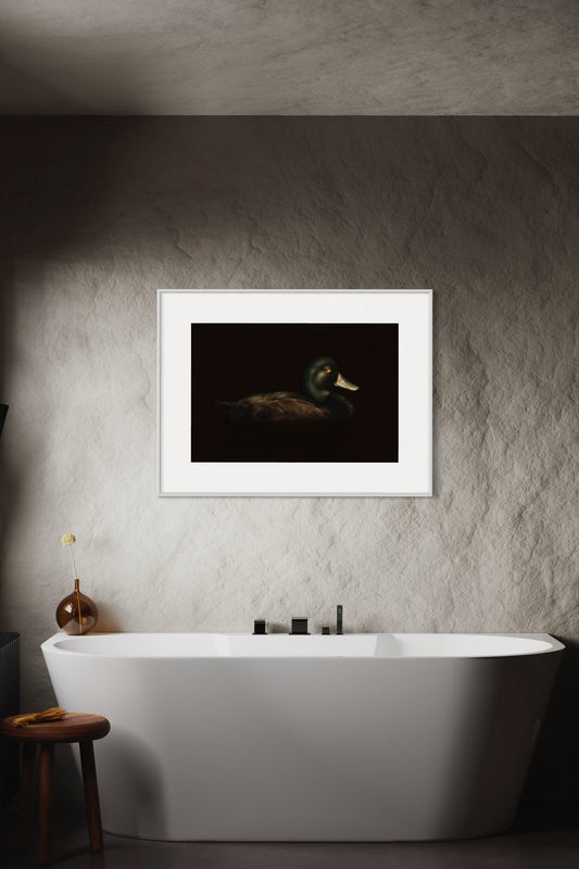 New Zealand Scaup | Pāpango