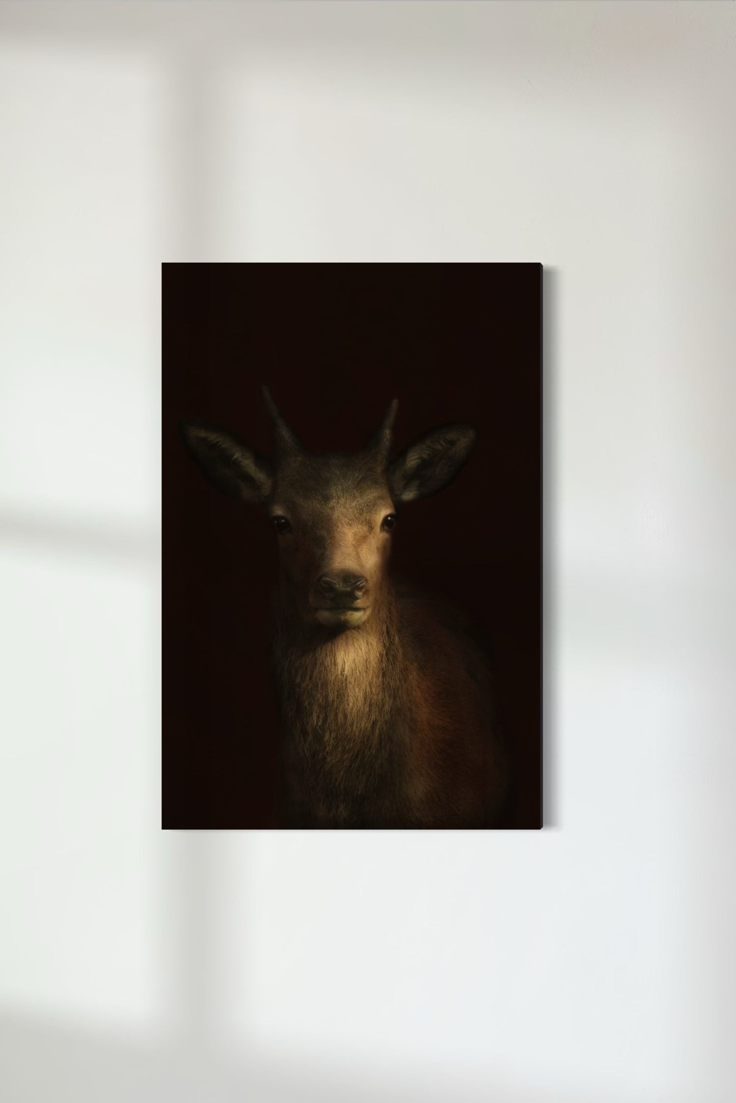 Red Deer