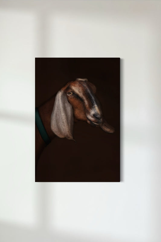 Anglo-Nubian Goat