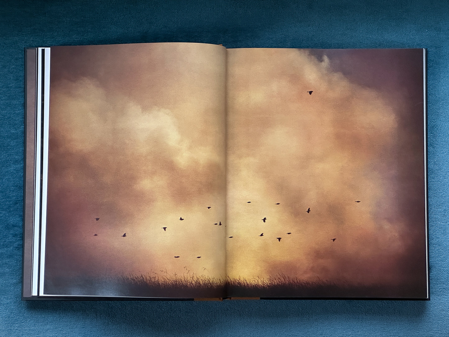 The Long Shadow: How Introduced Species Changed the Fauna of Aotearoa