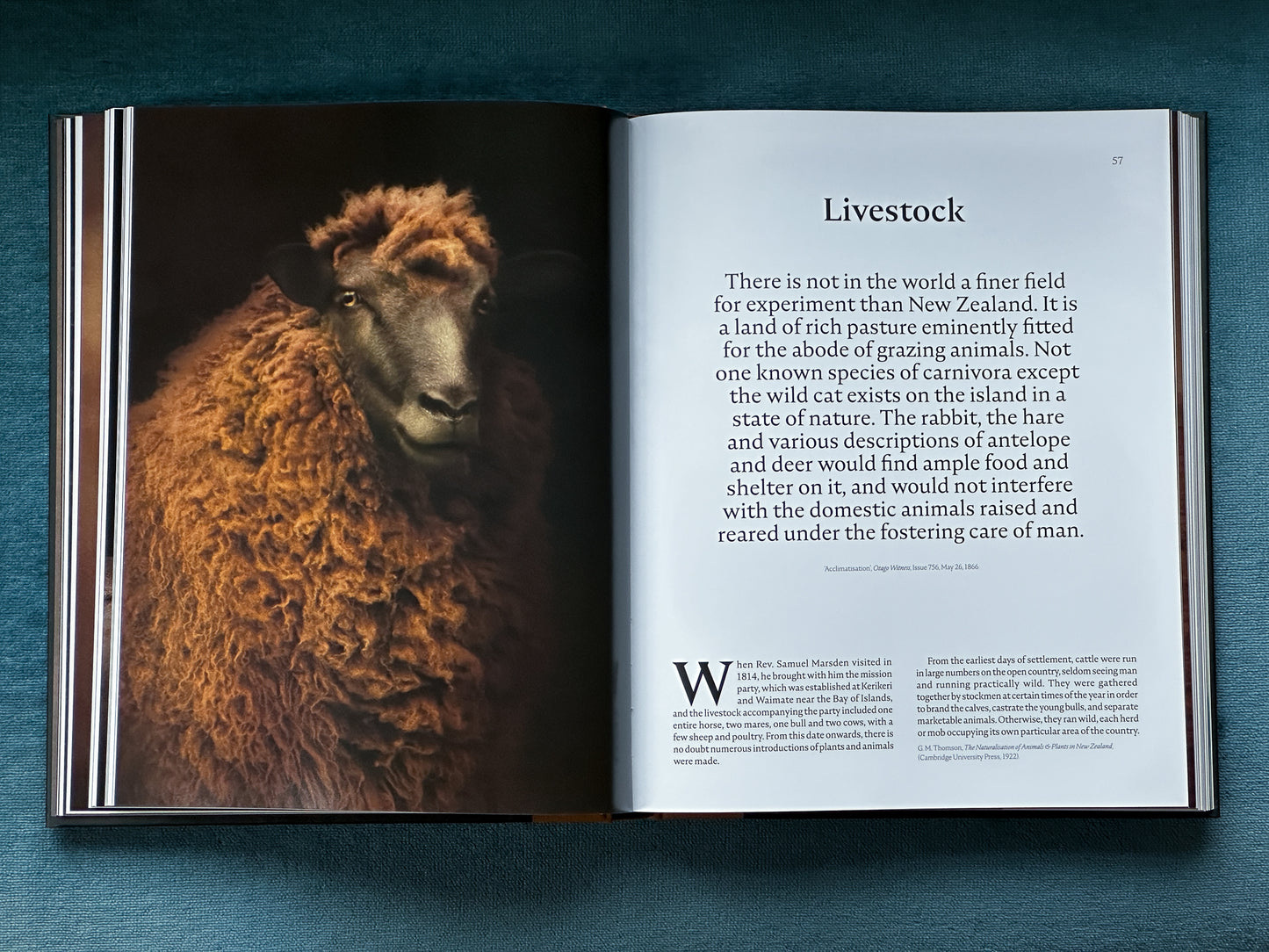 The Long Shadow: How Introduced Species Changed the Fauna of Aotearoa