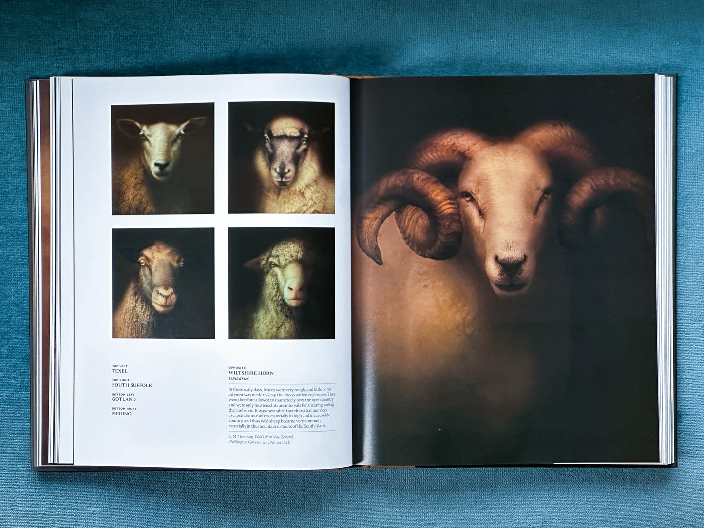 The Long Shadow: How Introduced Species Changed the Fauna of Aotearoa