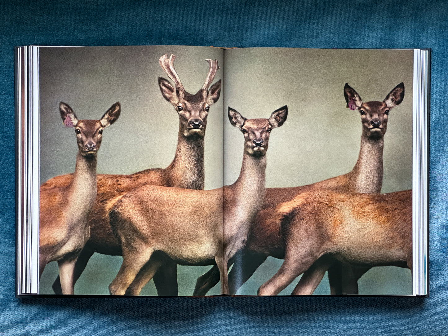 The Long Shadow: How Introduced Species Changed the Fauna of Aotearoa