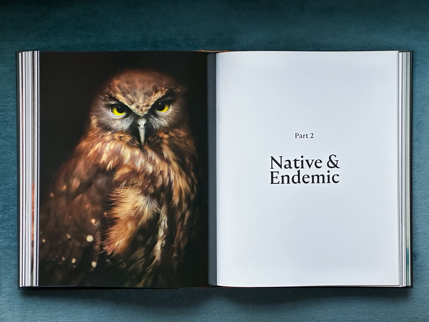 The Long Shadow: How Introduced Species Changed the Fauna of Aotearoa