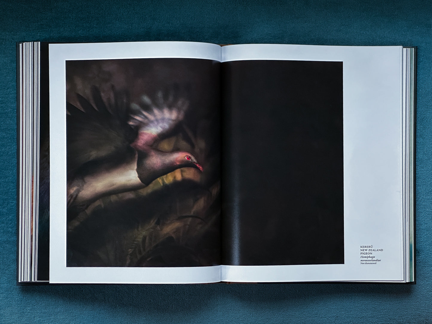 The Long Shadow: How Introduced Species Changed the Fauna of Aotearoa