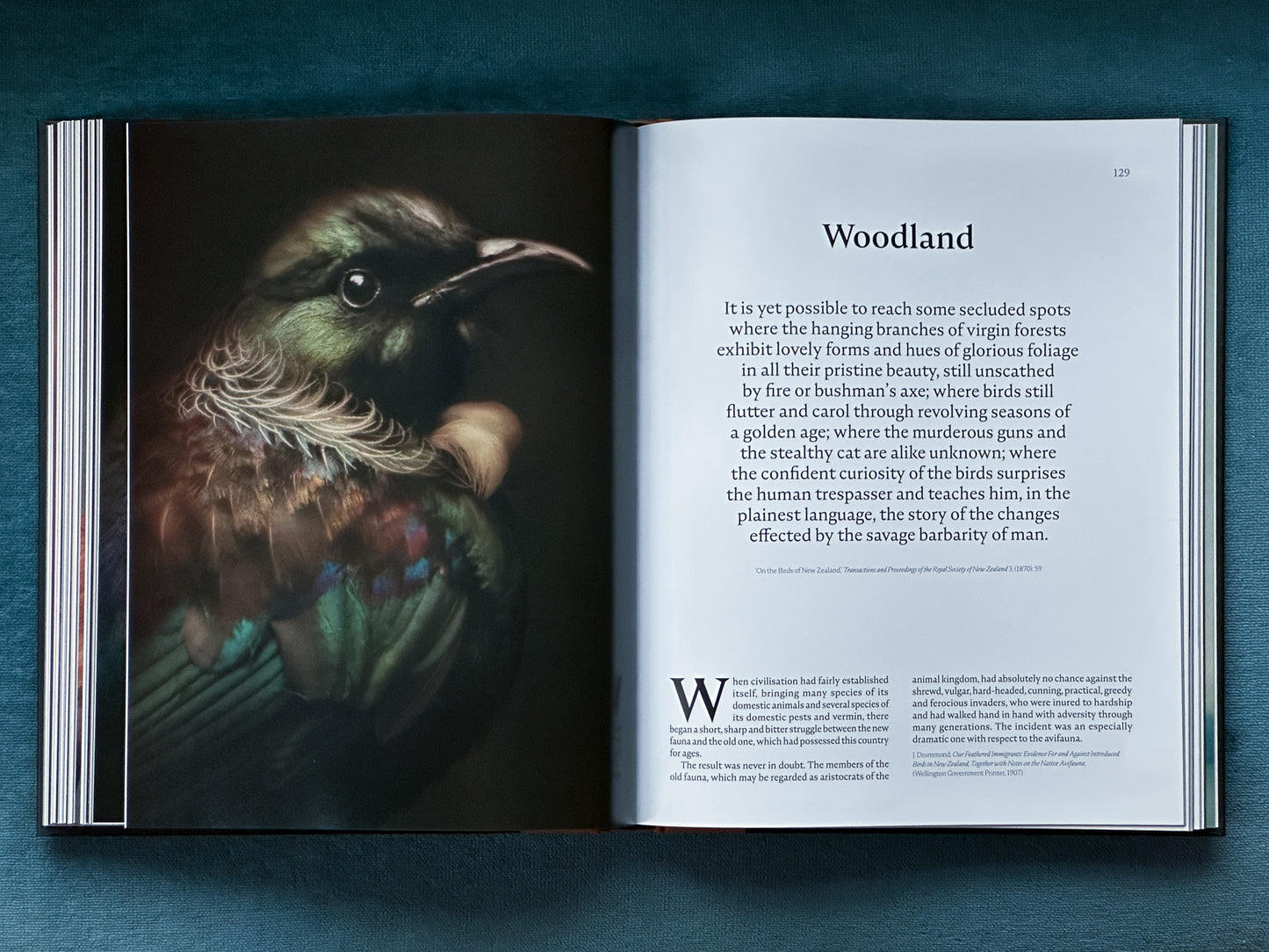 The Long Shadow: How Introduced Species Changed the Fauna of Aotearoa