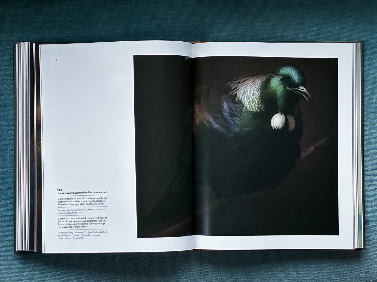 The Long Shadow: How Introduced Species Changed the Fauna of Aotearoa