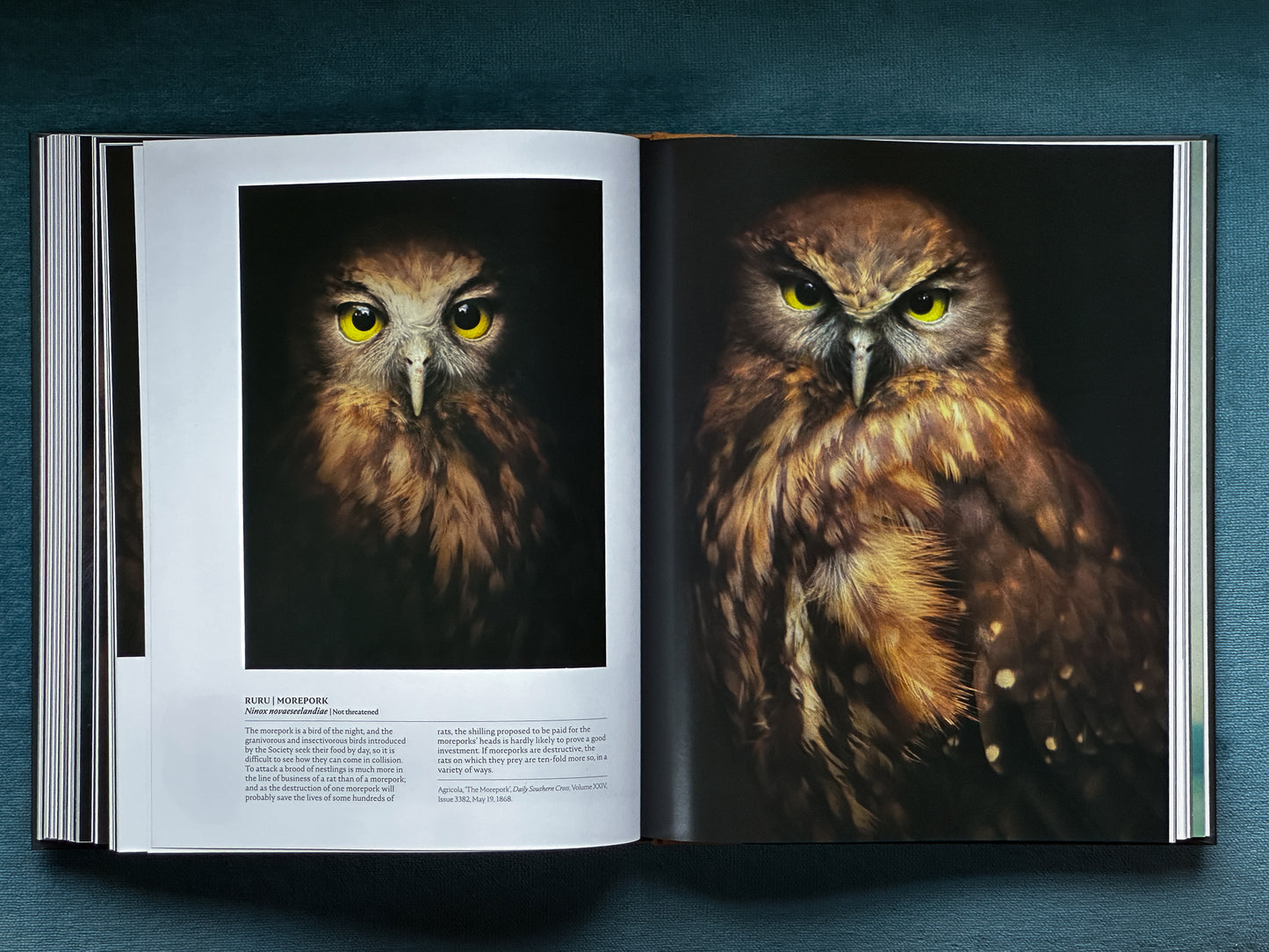 The Long Shadow: How Introduced Species Changed the Fauna of Aotearoa