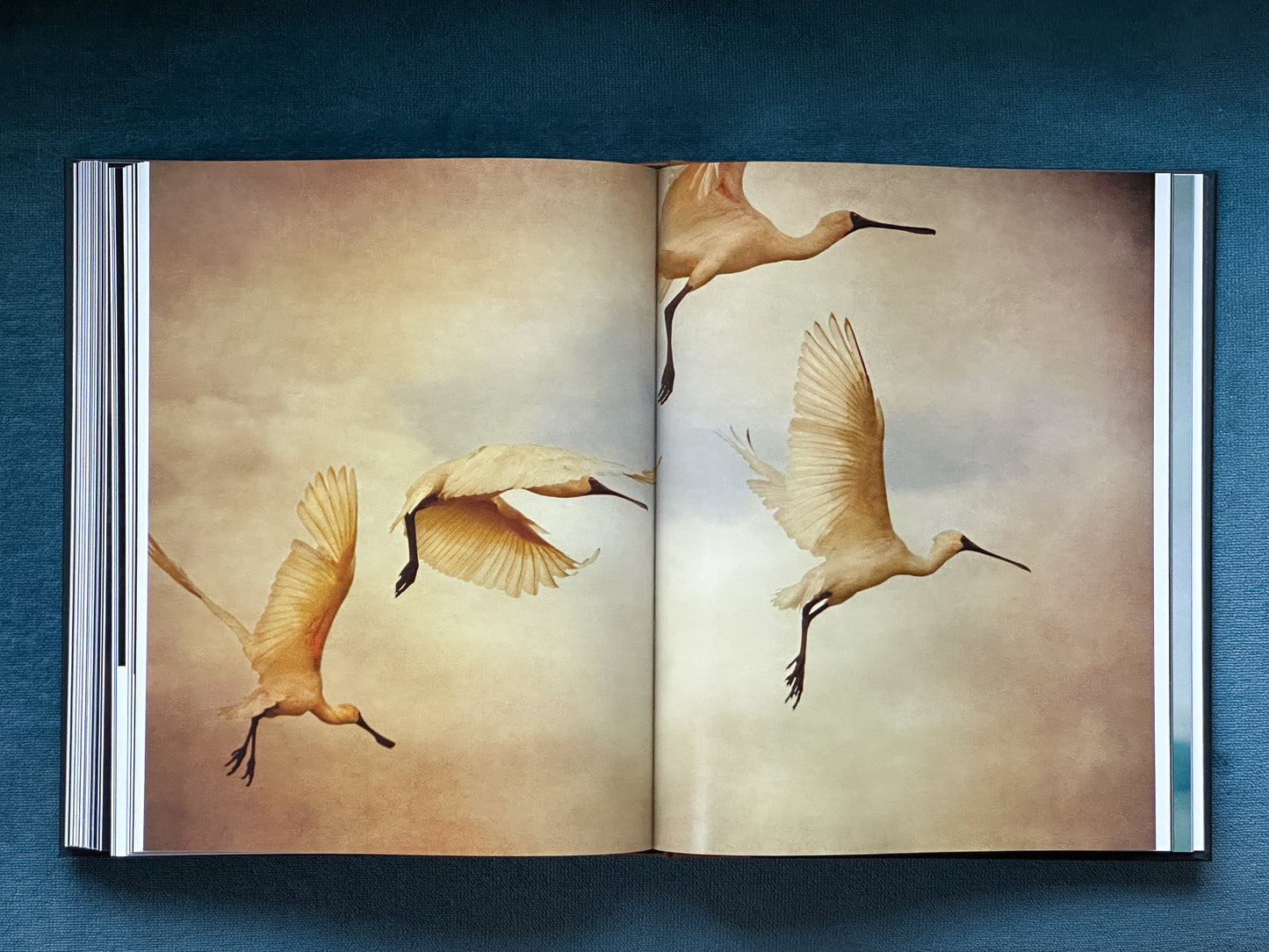 The Long Shadow: How Introduced Species Changed the Fauna of Aotearoa