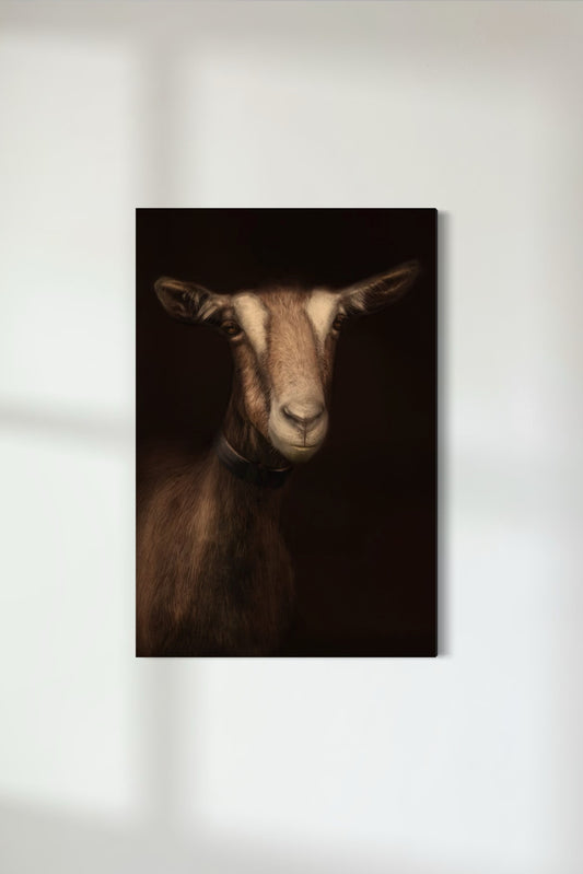 Toggenburg Goat