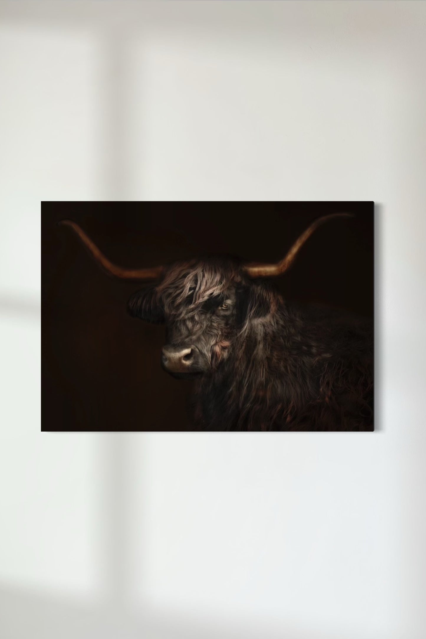 Black Highland Cow