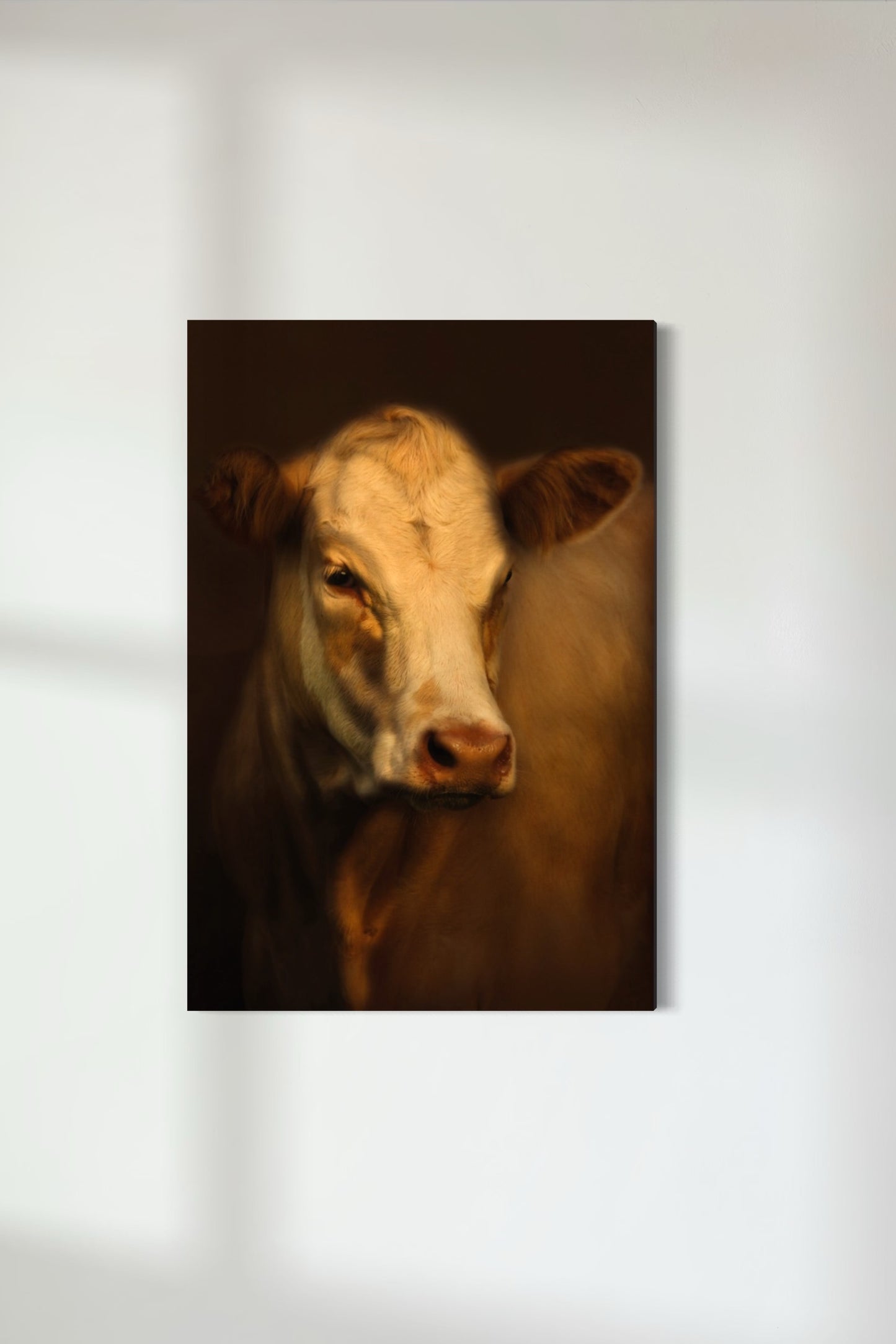 Charolais-Hereford Cross