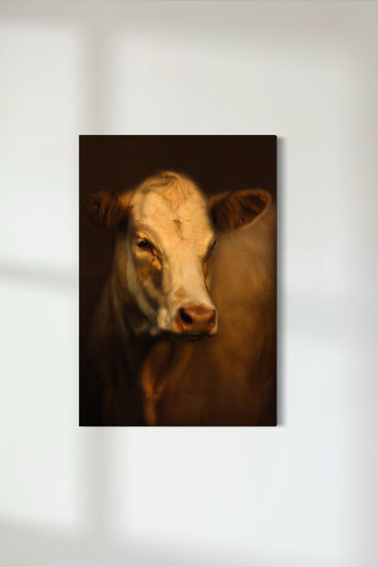 Charolais-Hereford Cross