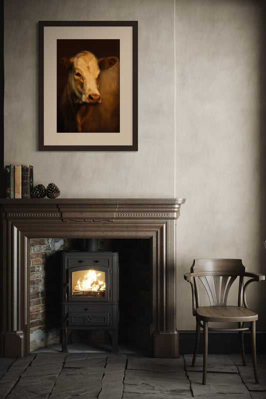 Charolais-Hereford Cross