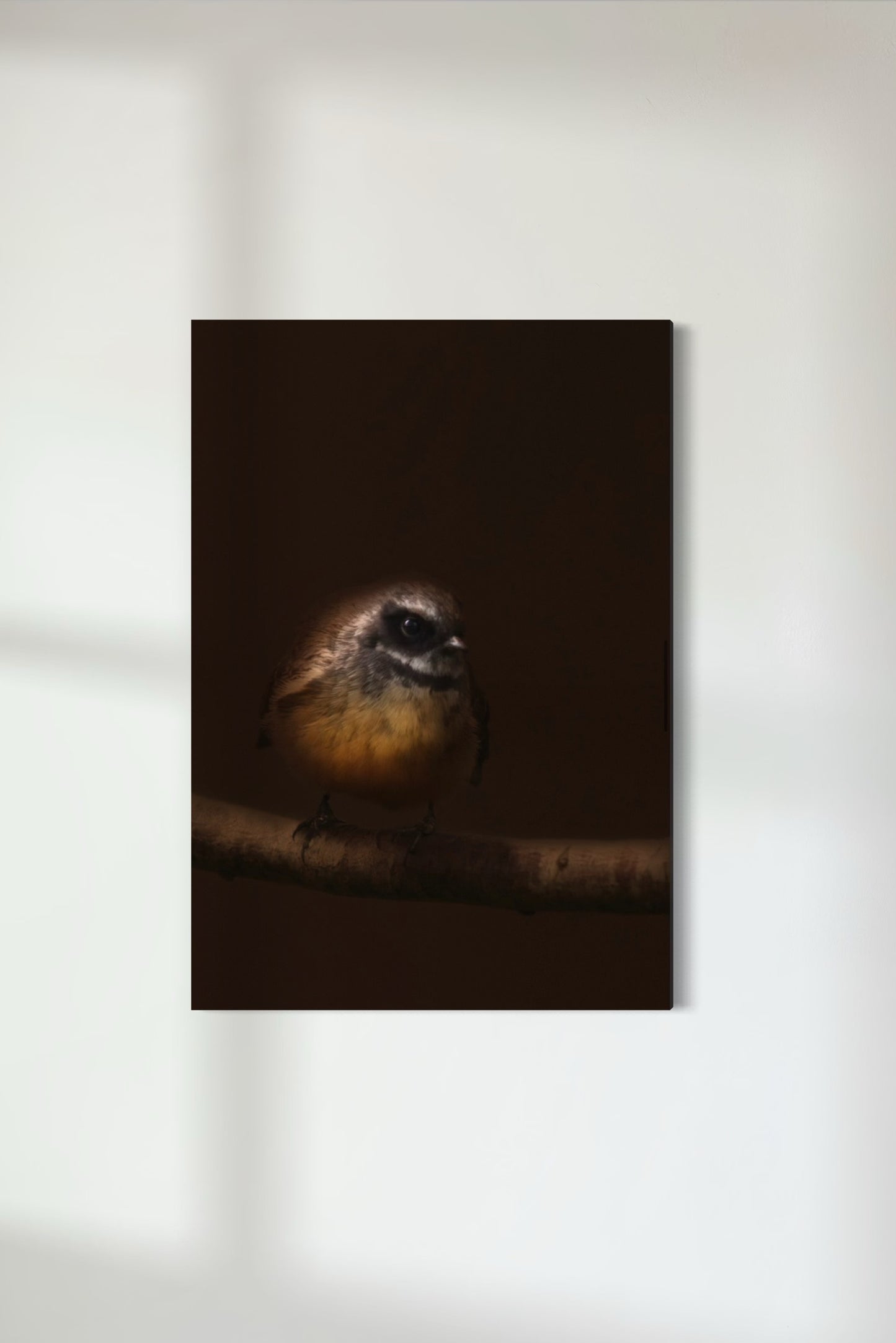Fantail | Pīwakawaka