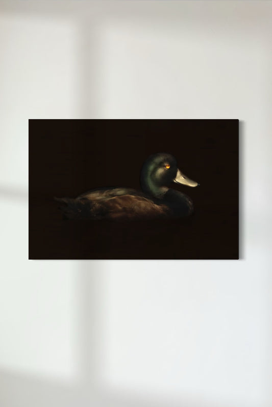 New Zealand Scaup | Pāpango