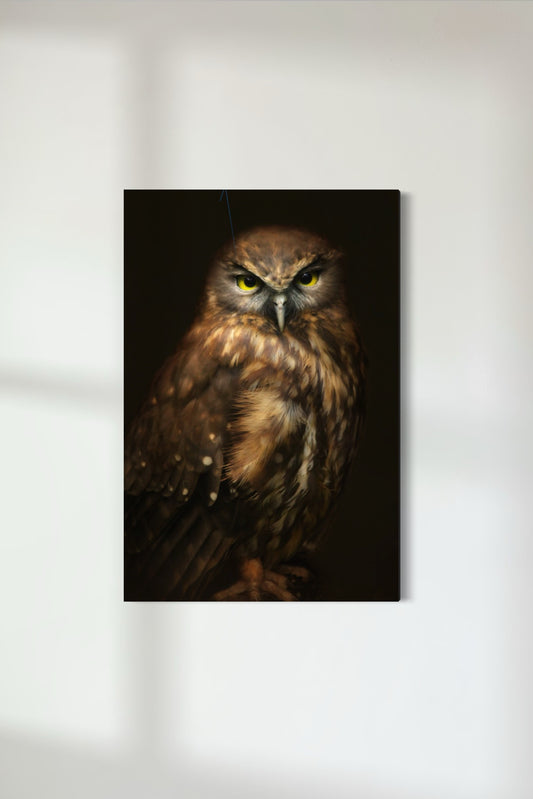 Ruru 2 | Morepork