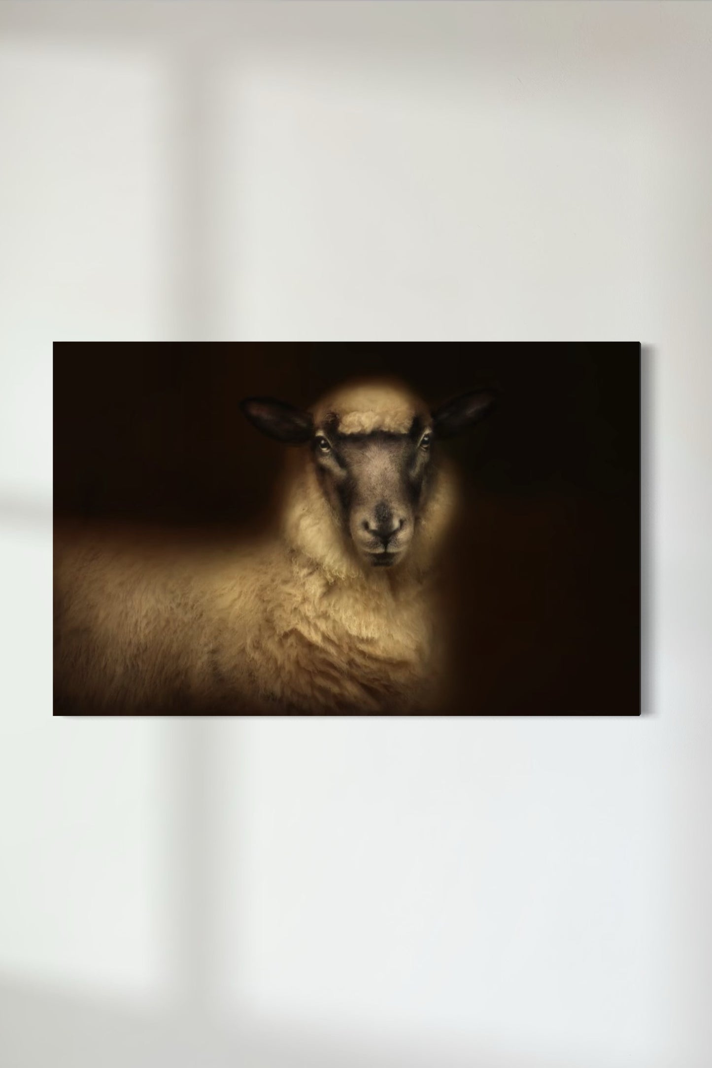 South Suffolk Sheep 2