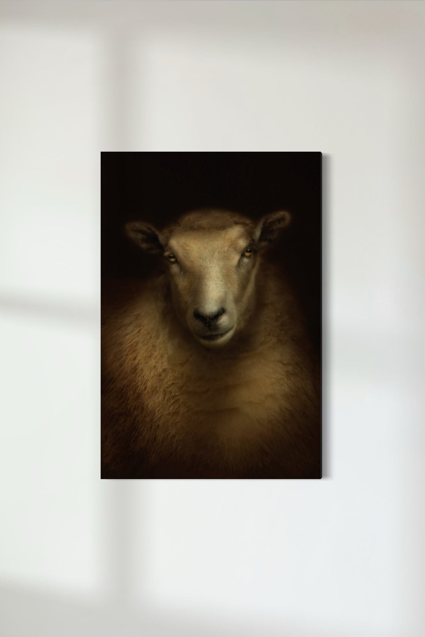 Texel x Coopworth Ewe