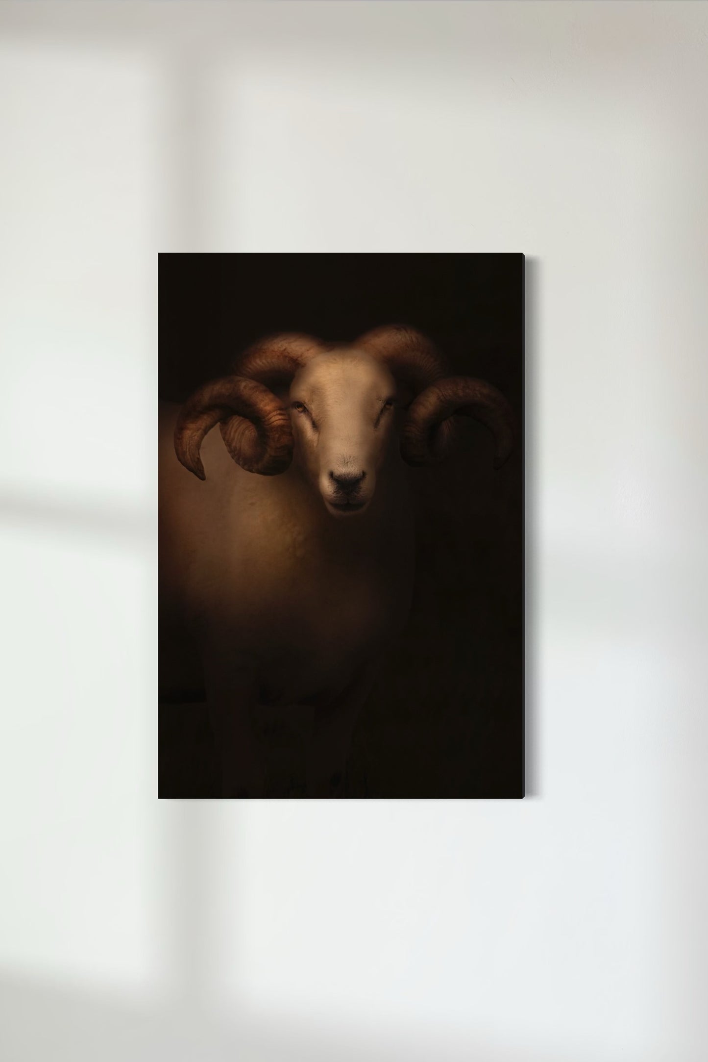 Wiltshire Horn Ram